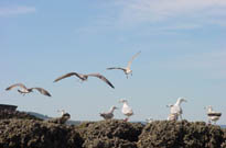 Guerande