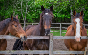 Brantome Police Horses & Friends