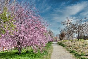 Arbre en fleurs rose - Printemps