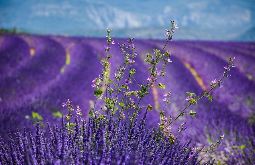 Provence