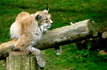 Sjour au parc zoologique de Thoiry